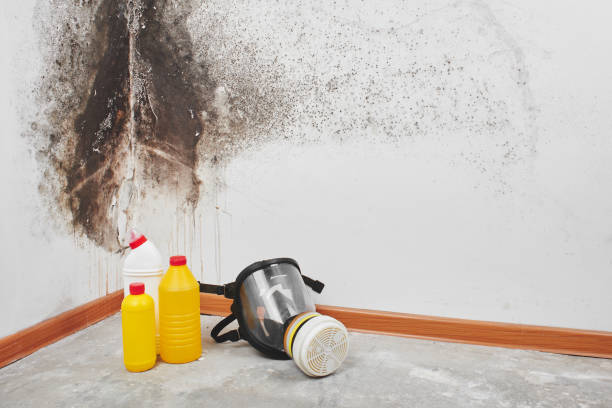 Best Mold Cleaning Services  in Newburg, WI