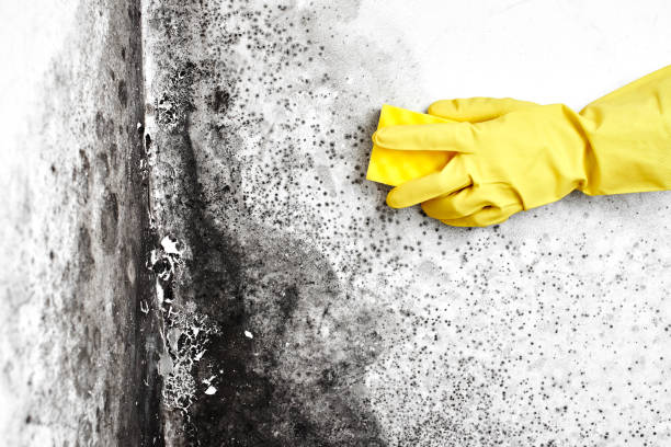 Best Emergency Mold Removal  in Newburg, WI