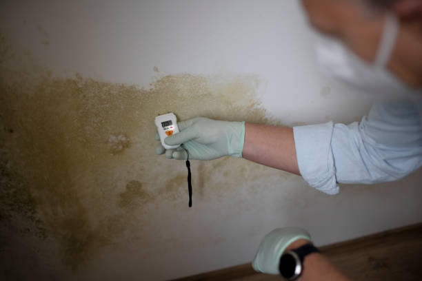 Professional Mold Removal in Newburg, WI