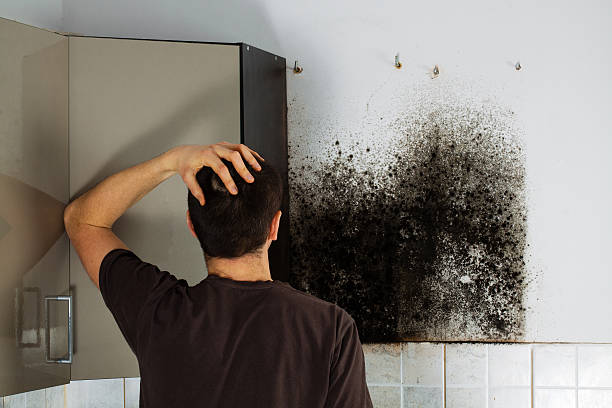 Best Black Mold Removal  in Newburg, WI